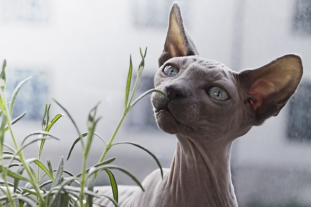 Allergens In Hairless Cats