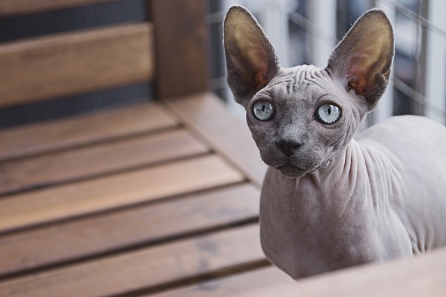 Are Sphynx Cats Rare?