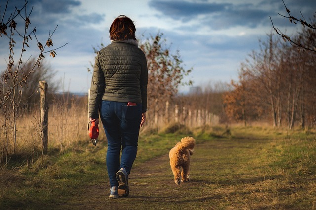 Benefits Of Regular Dog Walks