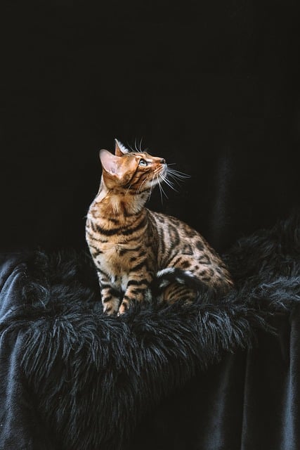 Bengals And Active Cats