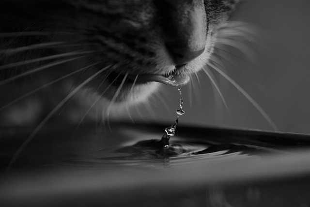 Cat Encouraging Water Intake