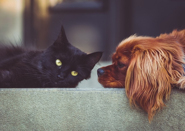 Cat Factors Influencing Inter-species Friendship