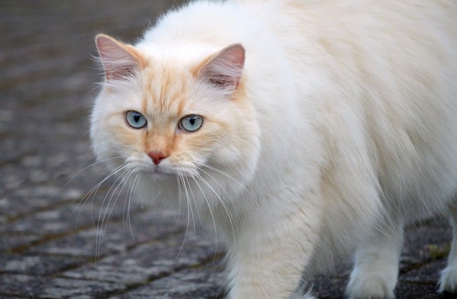 Cat Geographical Influence On Fur Length