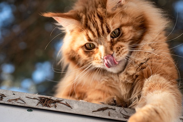 Cat Origins Of The Maine Coon's Love For Water