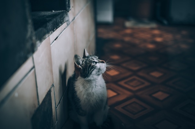 Cat Preparing Your Home
