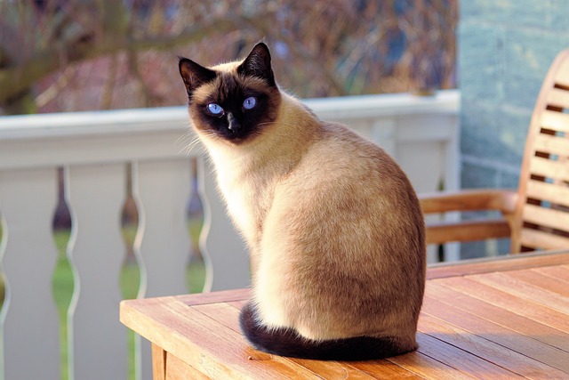 Cat Siamese Markings And Eyes
