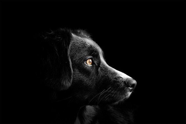 Defining Hypoallergenic Dog Breeds