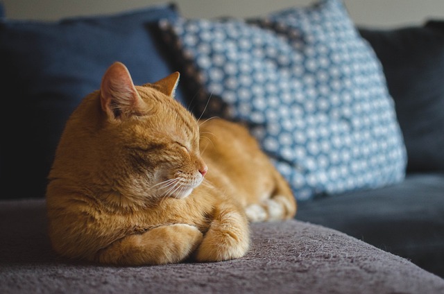 Designing A Cat-friendly Space