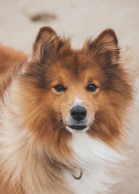 Dog Degenerative Diseases In Canines