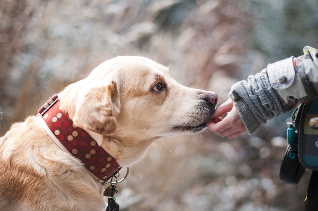 Dog Establishing Trust And Leadership