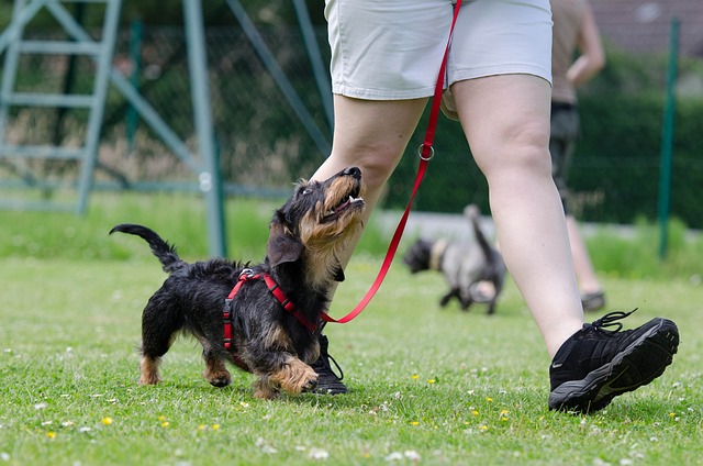 Dog Obedience Training Across Different Breeds