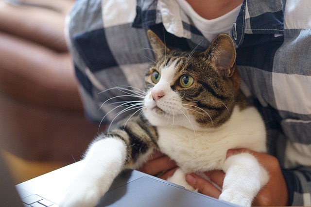 How The Clicker Works With A Cat's Psychology