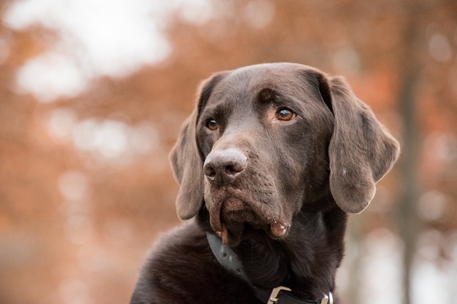 Selecting The Right Collar For Your Dog