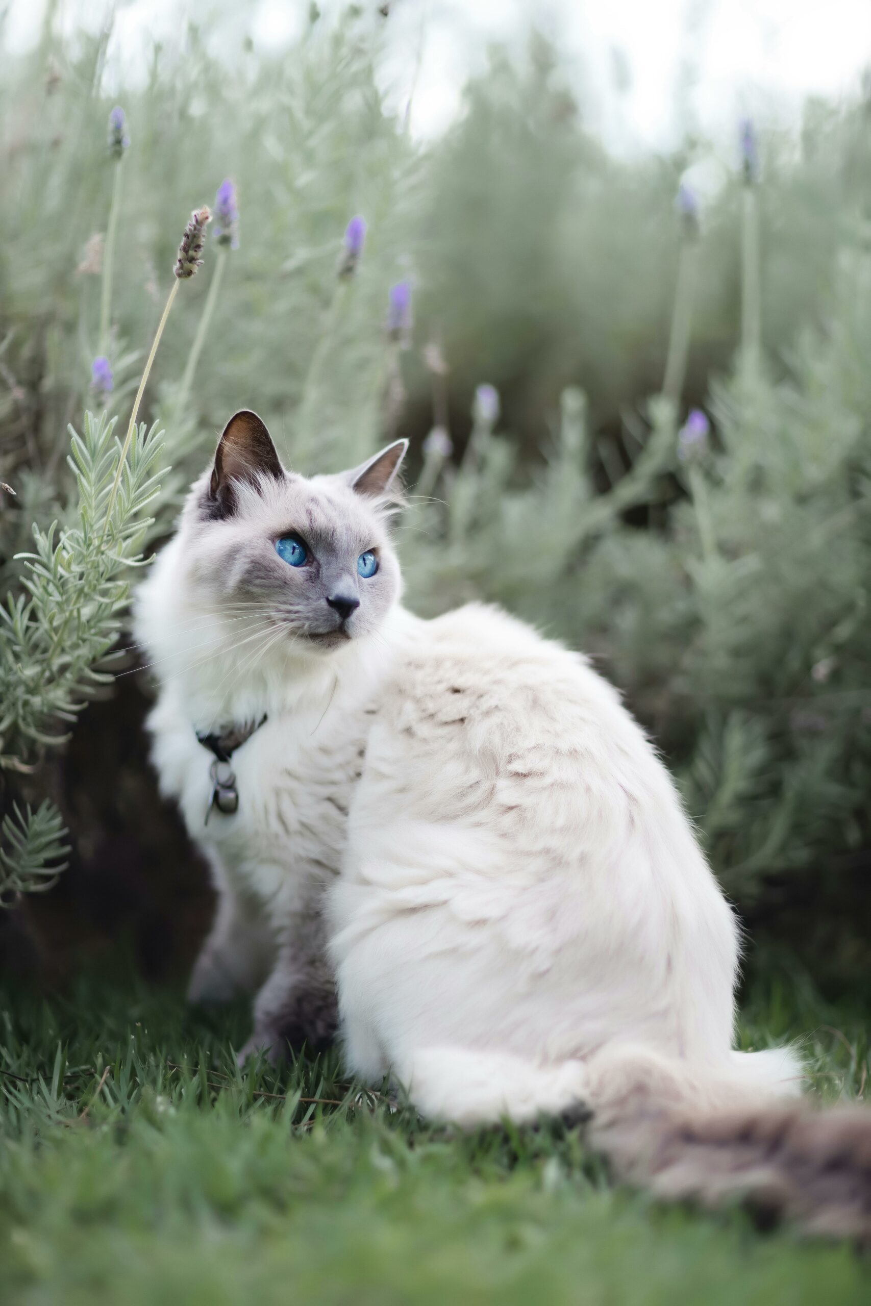 Are All Blue-eyed Cats Siamese?