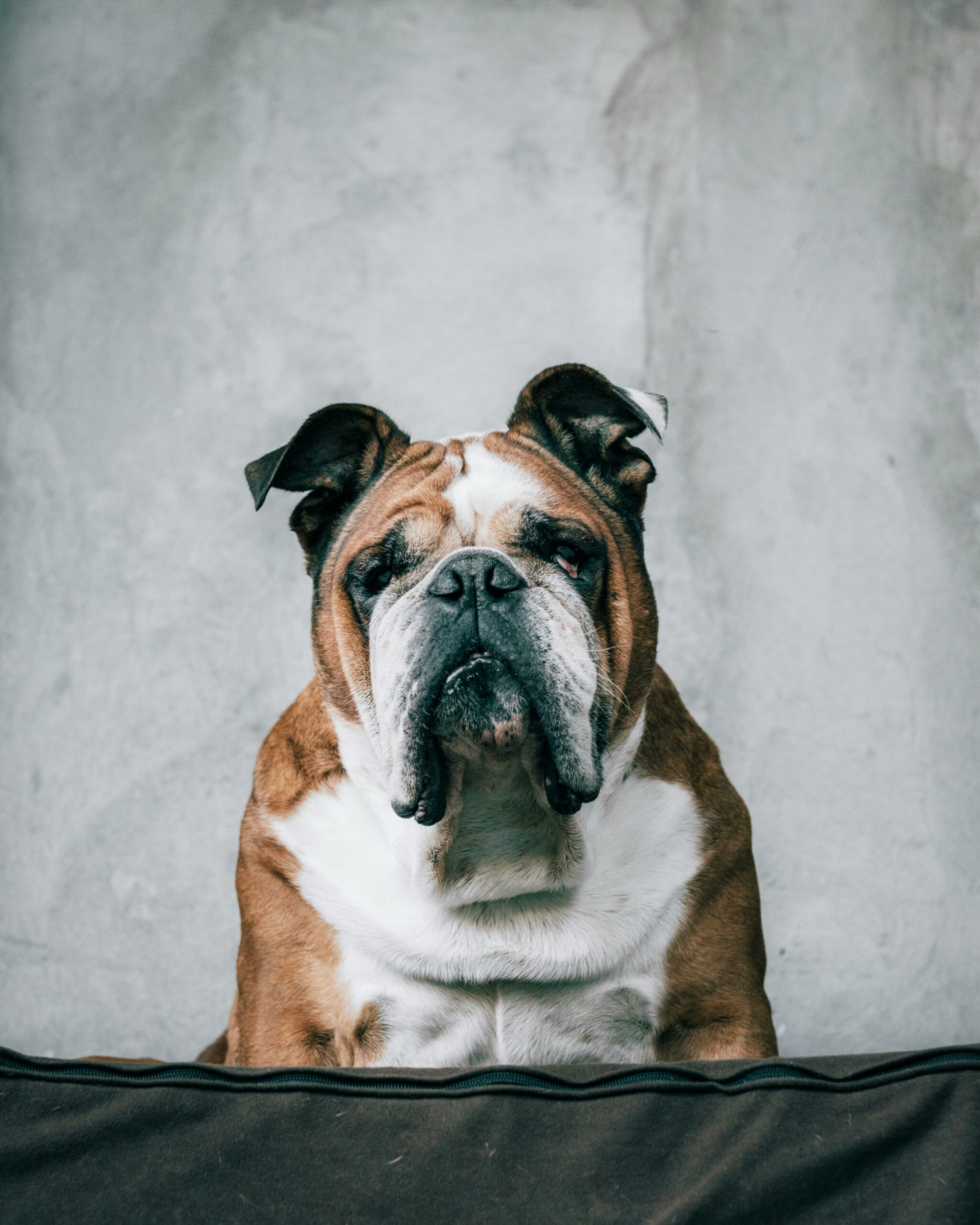 Bulldog: A Loyal Companion