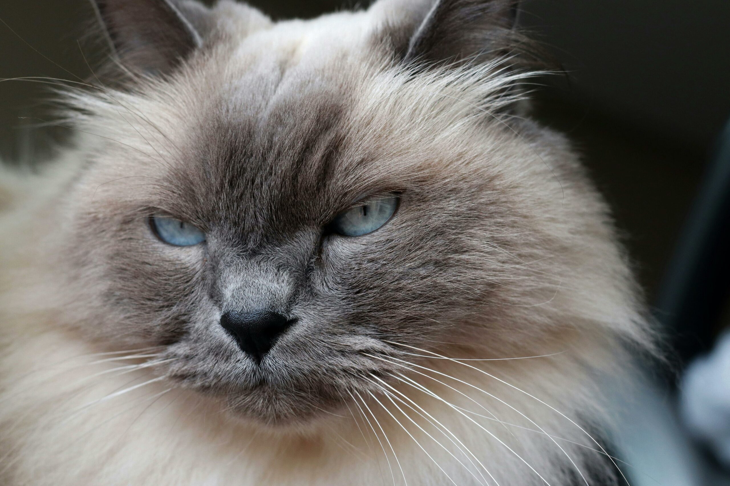 Cat Balinese: The Long-haired Siamese