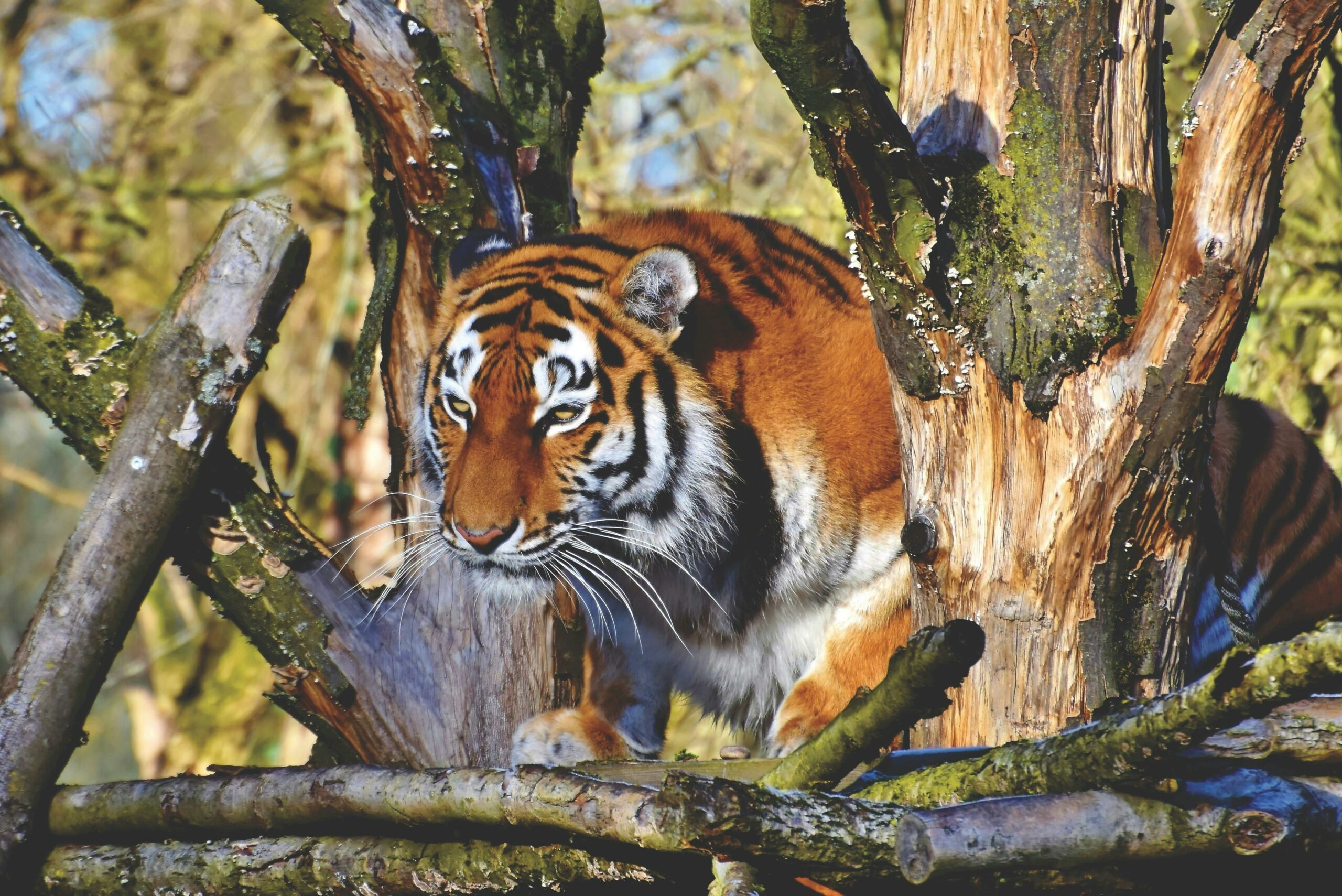 Cat Bengal: The Wild Allure