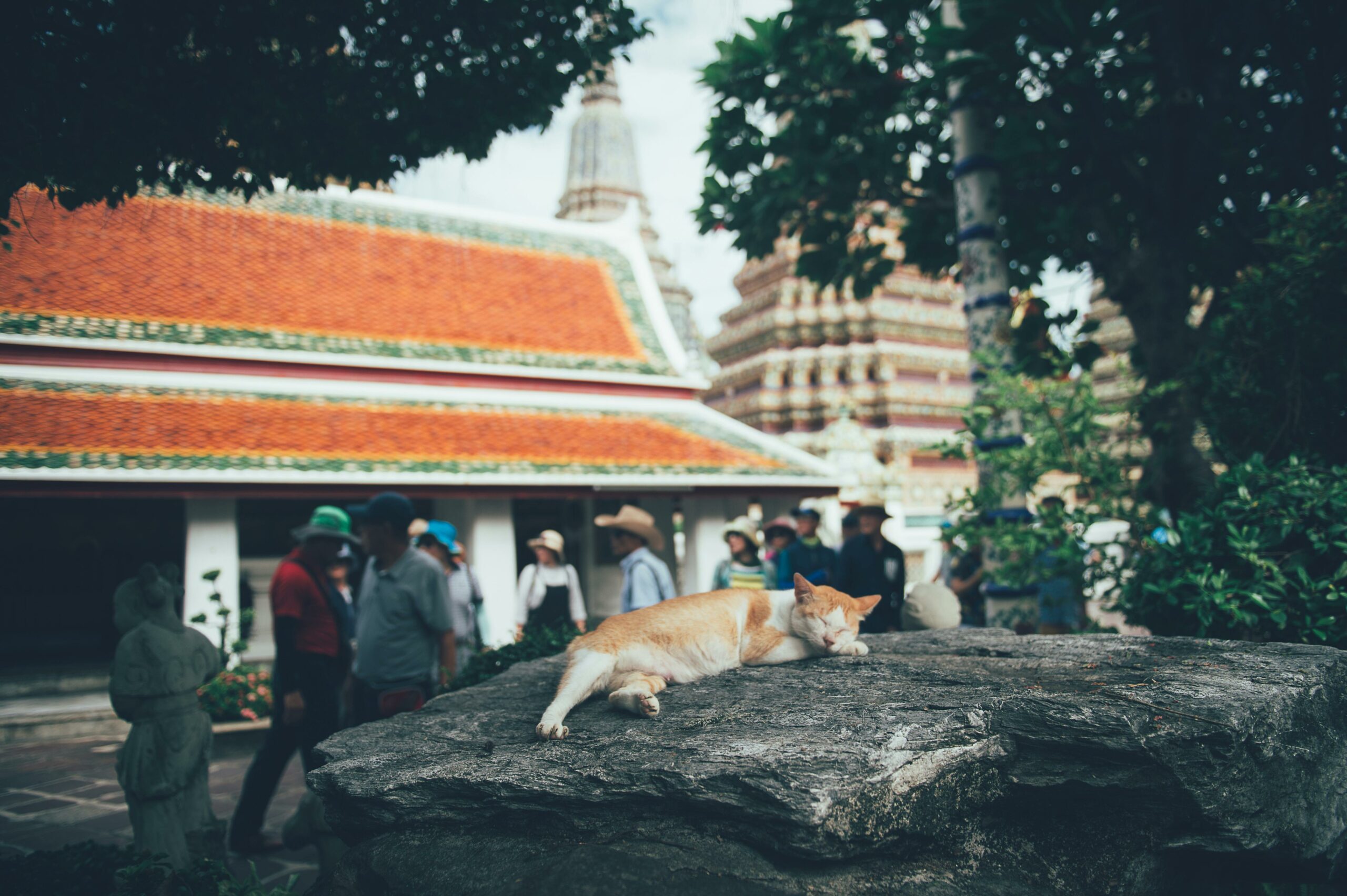 Cat Birman Historical Significance