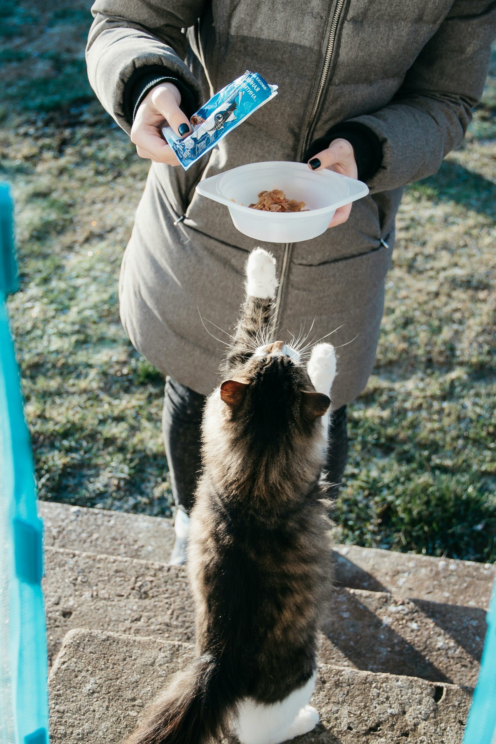 Cat Dealing With Begging And Food Obsession
