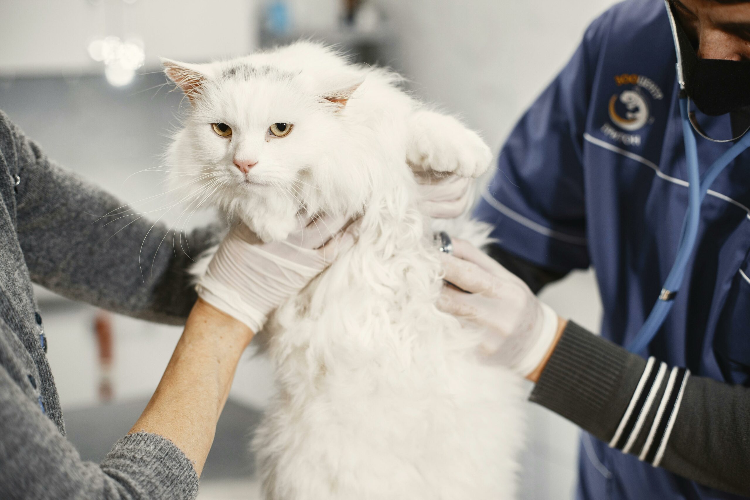 Cat Importance Of Regular Vet Check-ups