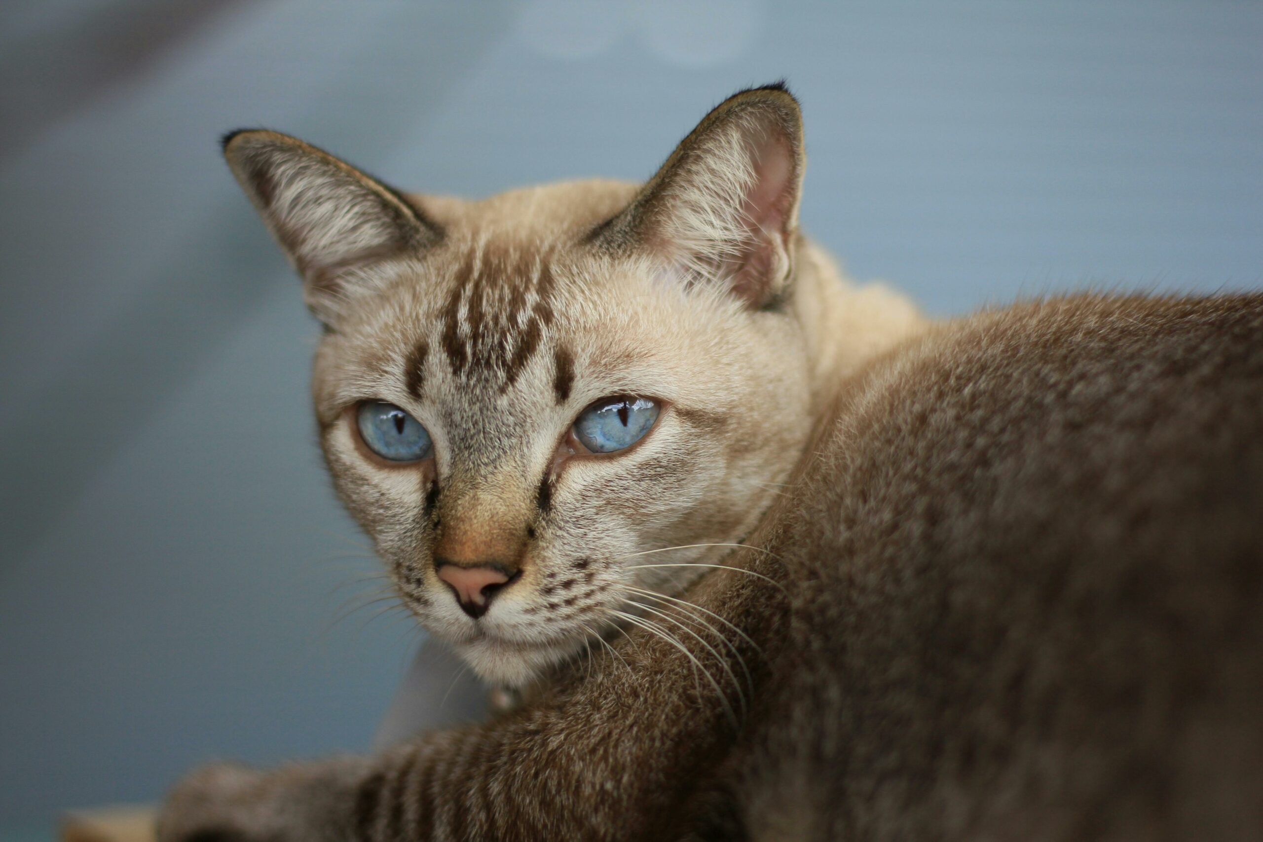 Cat Origin Of Ojos Azules