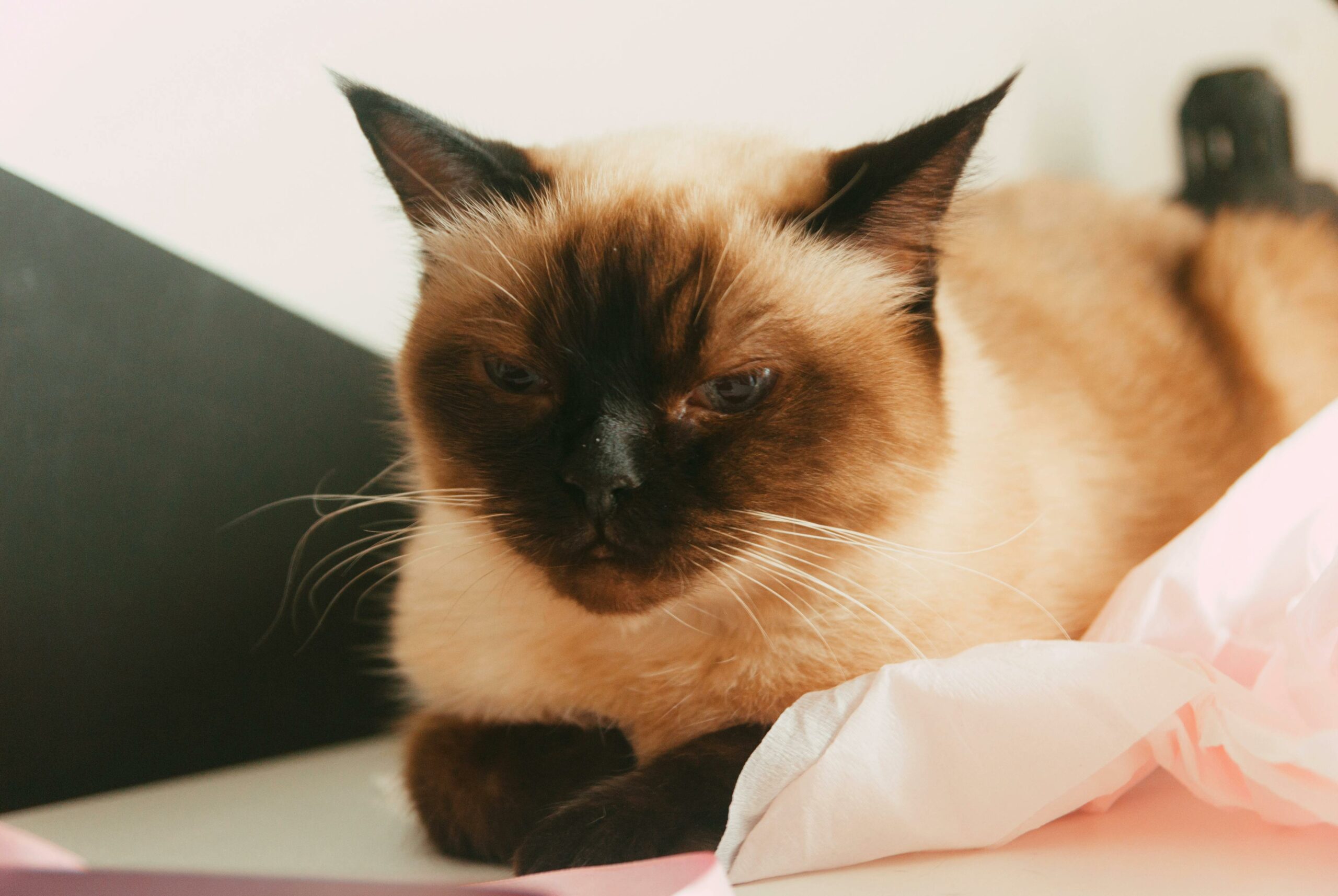 Cat Siamese: Chatty And Engaging