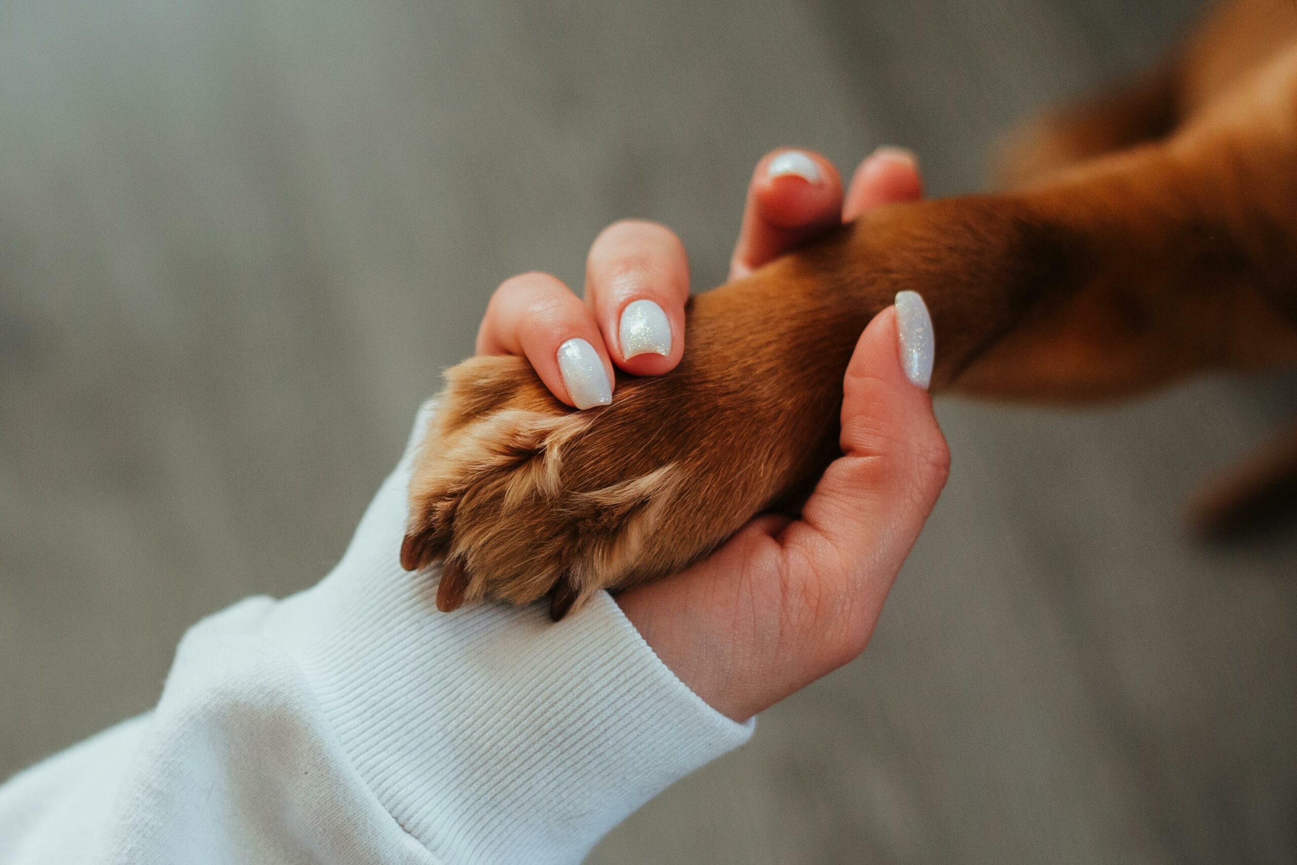 Dog `affection And Praise`