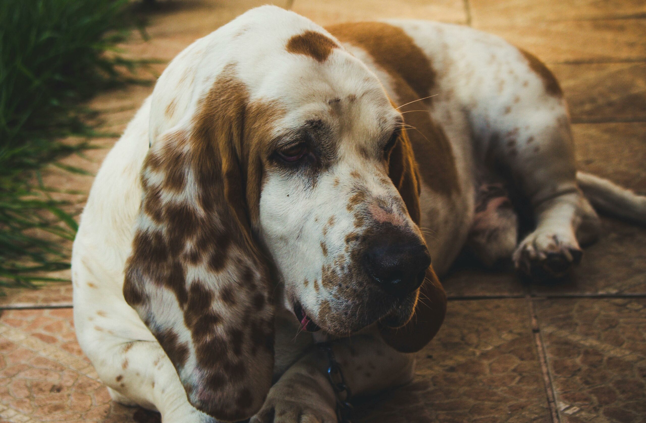 Dog Basset Hound: The Easygoing Tracker