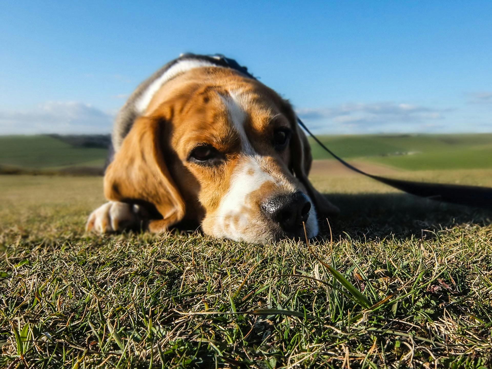 Dog Beagle: The Merry Hound