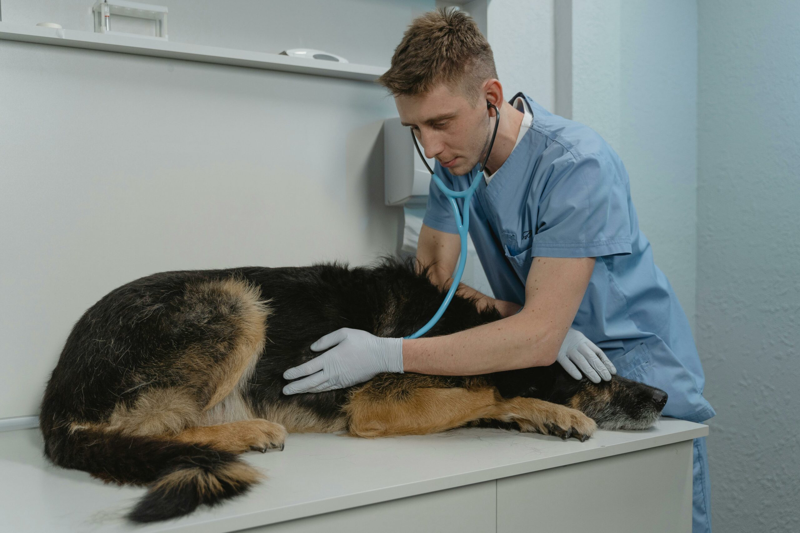 Dog Consulting A Veterinarian