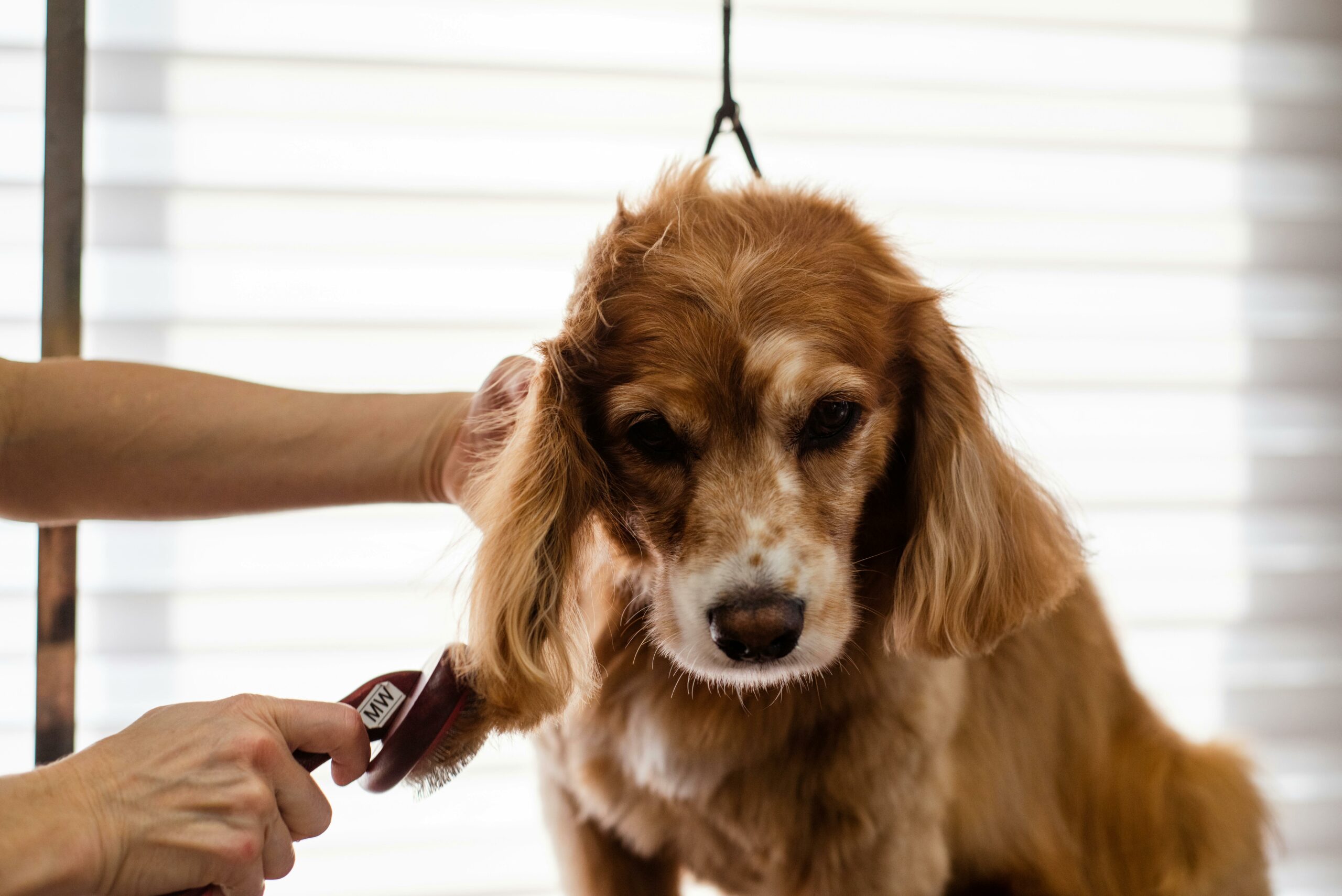 Dog Grooming And Health Care