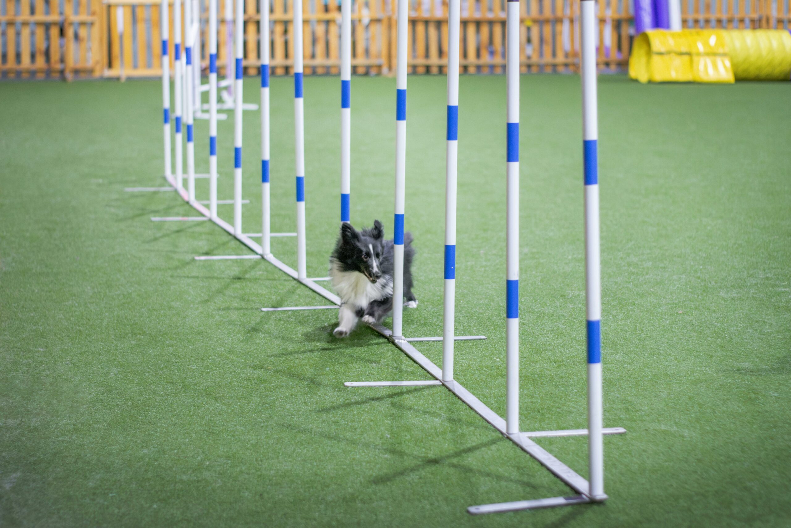 Dog Obstacle Courses