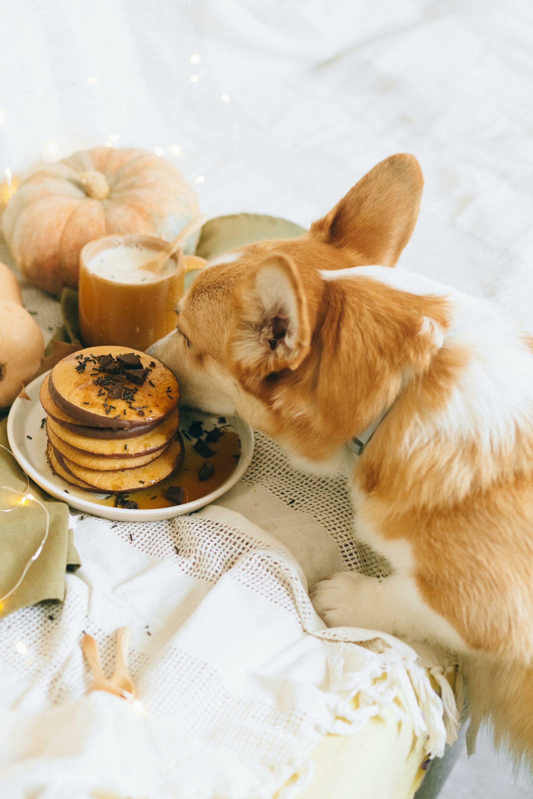 Dog The Importance Of Nutrition In Canine Health