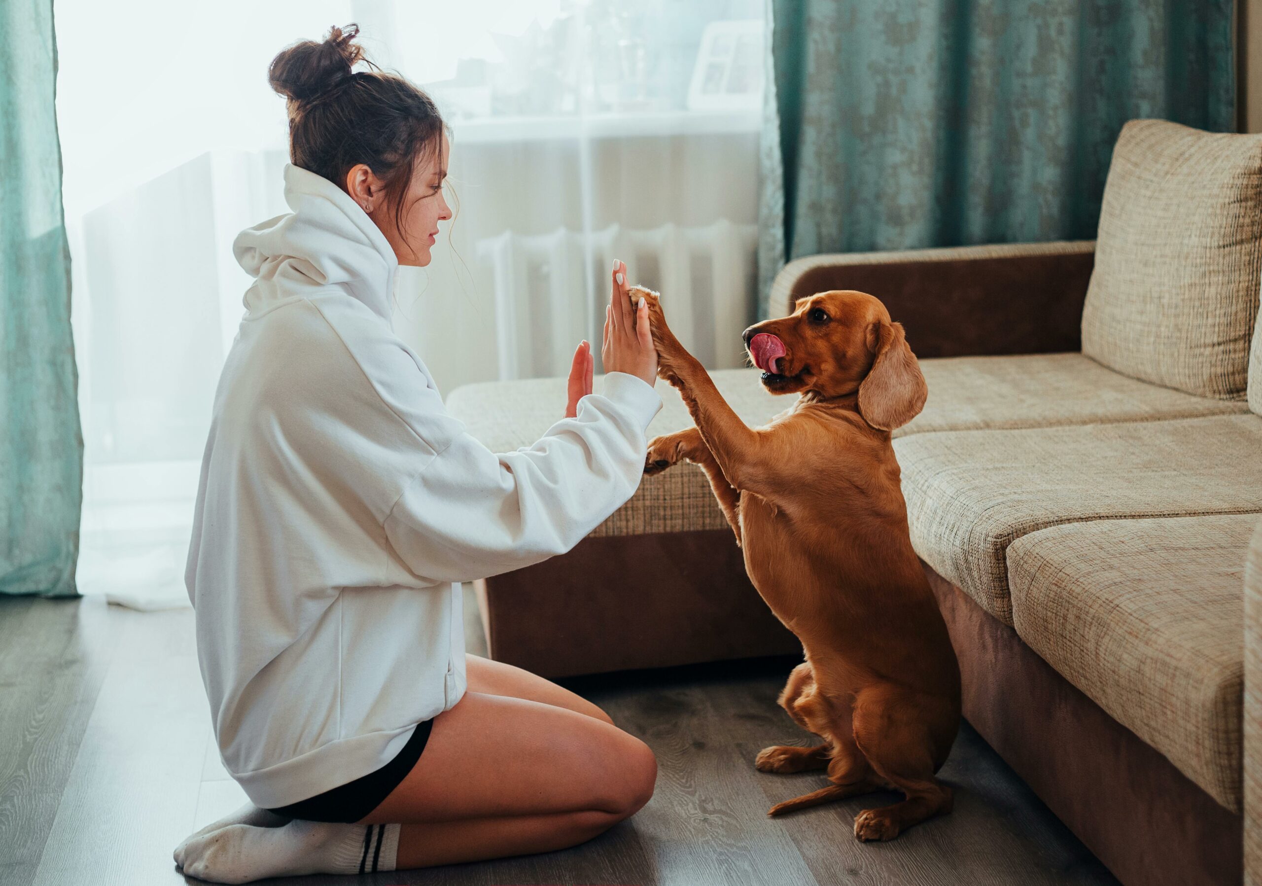 How Do I Teach My Dog Basic Obedience?