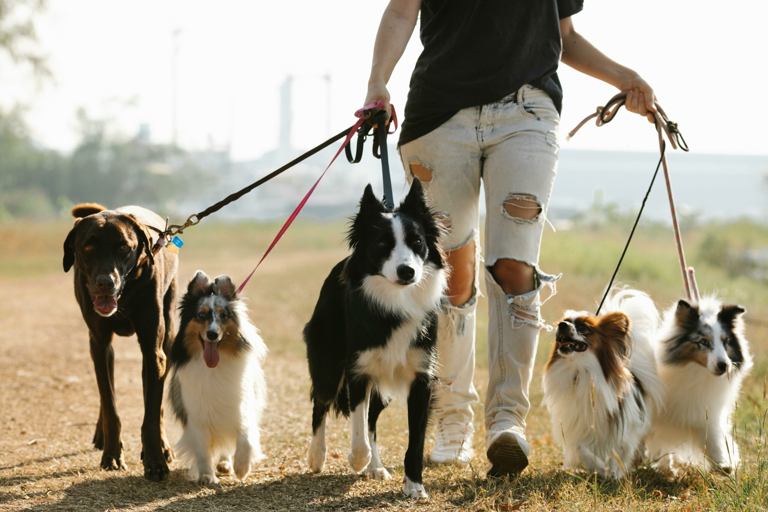 Lifestyle Compatibility And Hypoallergenic Dogs
