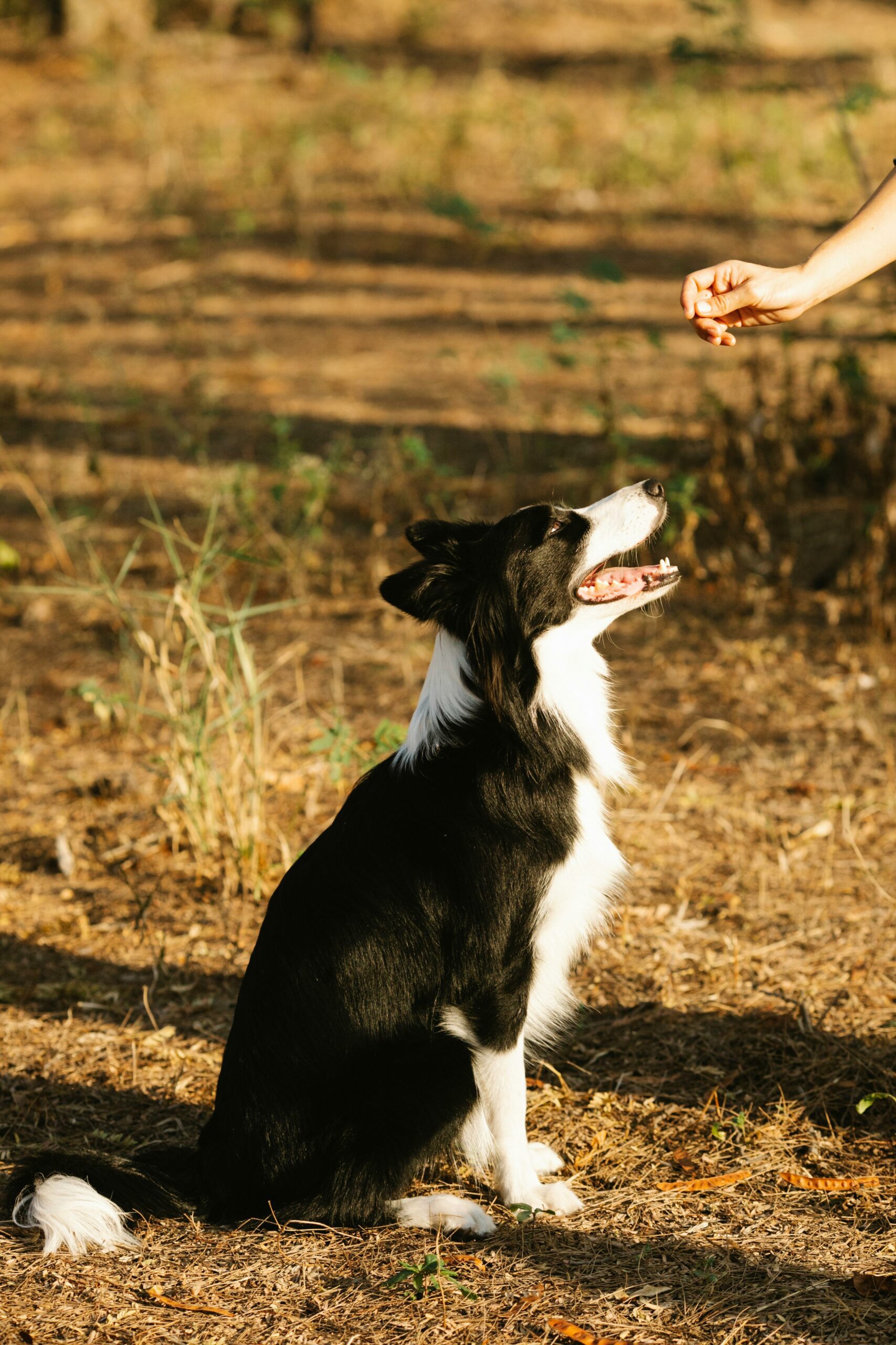 The Role Of Human Food In Dog Diets