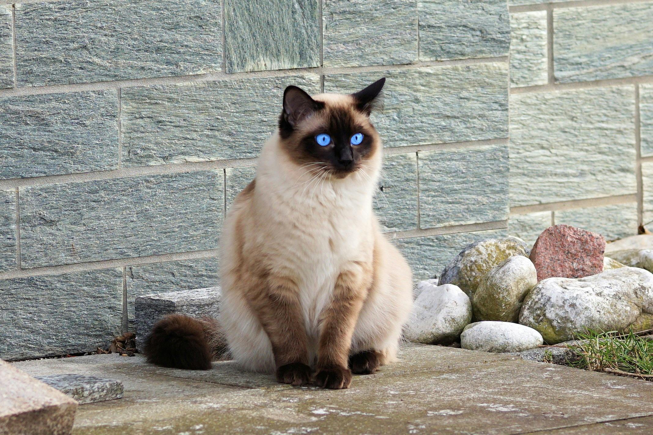 The Siamese Cat's Coat And Shedding
