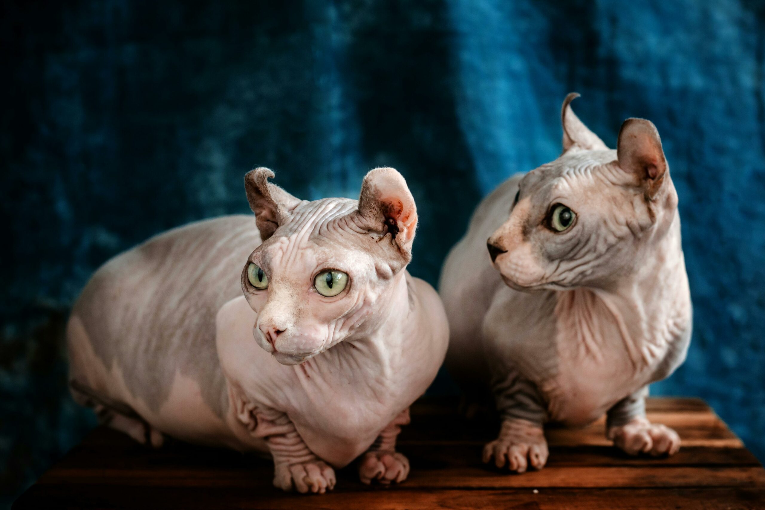 Unique Needs Of Hairless Cats