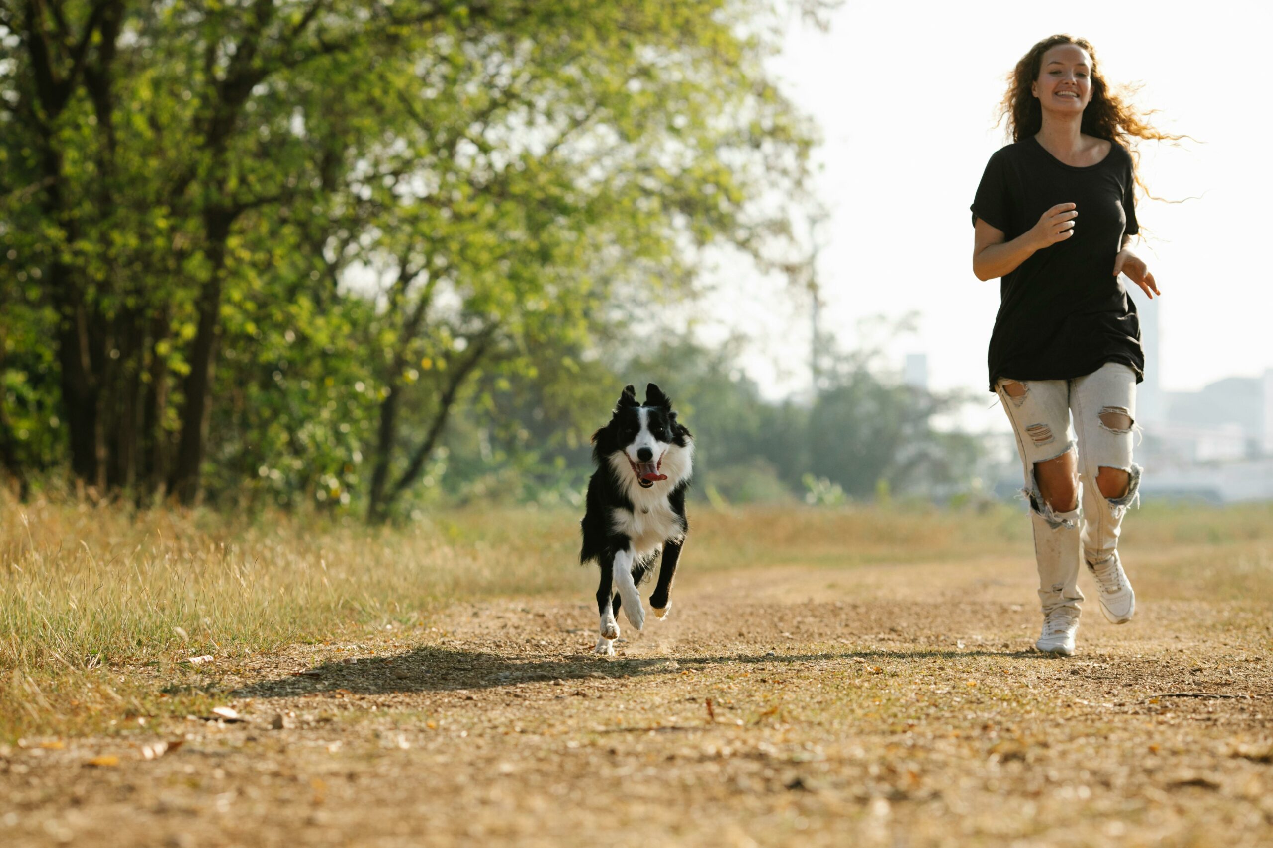 What Are Positive Reinforcement Activities For Dogs?