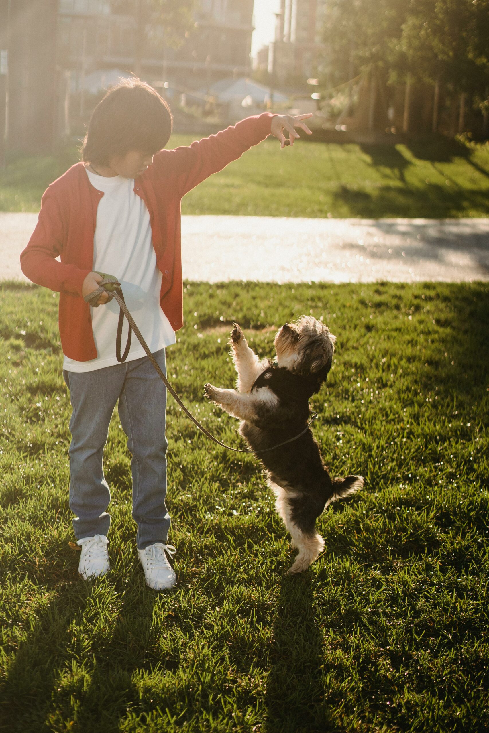 What Is A Force-free Dog Trainer?